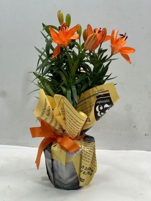 Saksıda Turuncu Lilyum Çiçeği