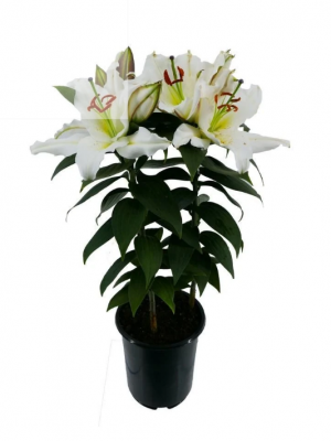 Saksıda Lilyum Çiçeği ( Beyaz )