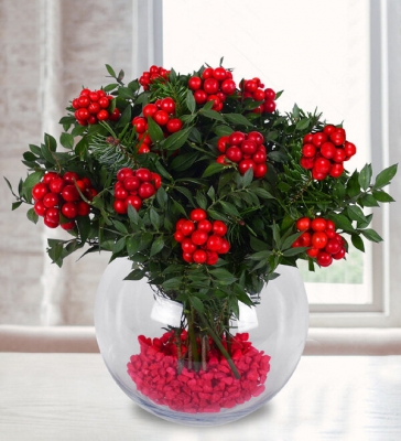 Fanusta Kokina Yılbaşı Çiçeği 