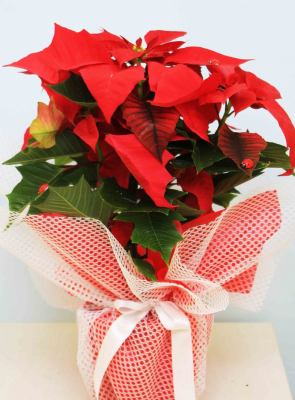 ATATÜRK ÇİÇEĞİ