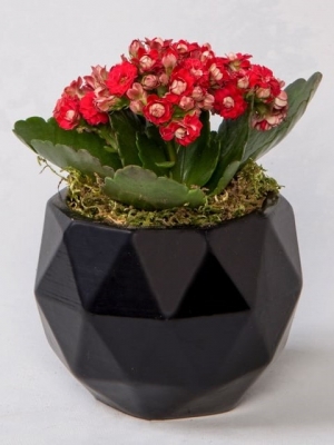 Kırmızı Kalanchoe Mini