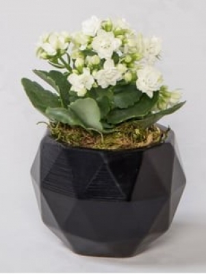 Beyaz  Kalanchoe Mini