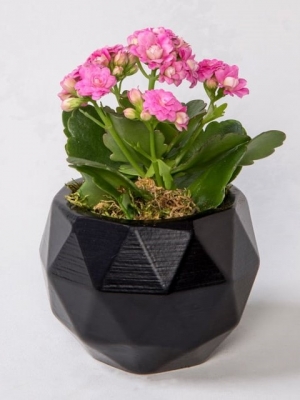Pembe  Kalanchoe Mini